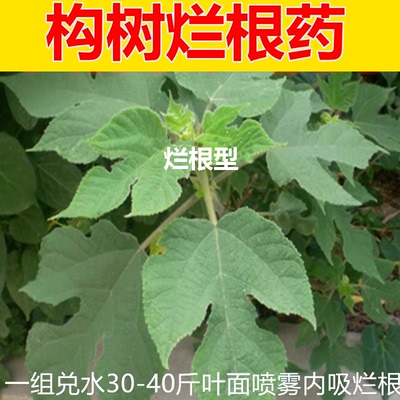 构树烂根药除刺槐楮树藤蔓构树农用除树草剂烂根农药除草剂