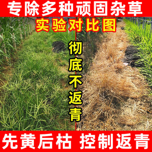 精草铵磷铵盐除草烂根剂开荒一扫光牛筋草烂根剂果园农药除草剂