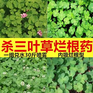 杀马尼拉百慕大除三四叶草蘸浆辛运草除草剂烂根药除草剂