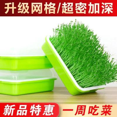 速发育种菜芽土栽培豌豆尖种植盆无苗菜台苗盘水培蔬菜豆芽菜种植