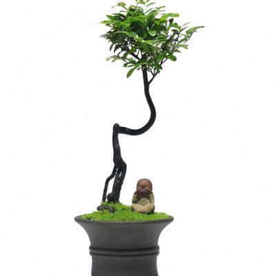 速发小叶茶檀根艺造型黑骨紫养根室内盆景茶室庭院黑骨香绿植好提,鲜花速递/花卉仿真/绿植园艺,造型盆景,淘宝优惠券,粉丝福利购,淘宝优惠卷