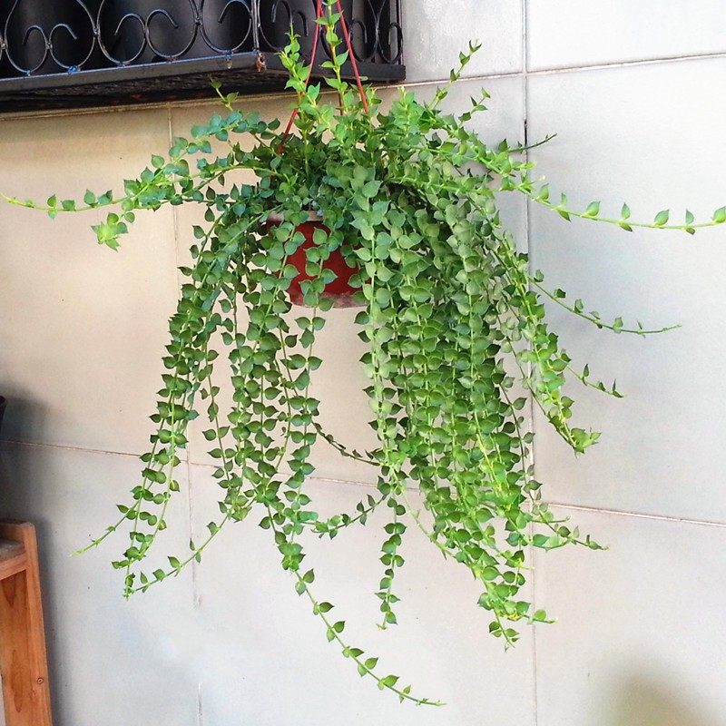 速发绿植挂篮吊兰内室植物常春藤盆养爬藤适合台种的家养花卉好栽,鲜花速递/花卉仿真/绿植园艺,时令草本花卉,淘宝优惠券,粉丝福利购,淘宝优惠卷