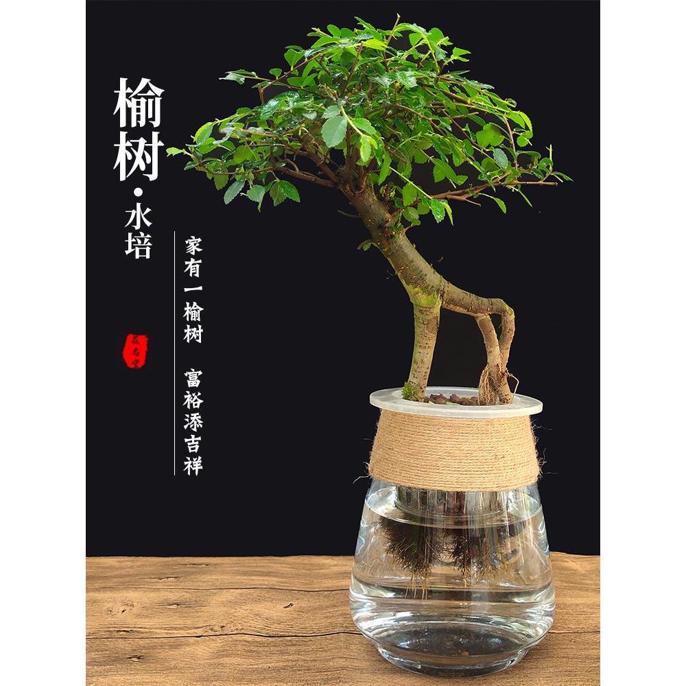 榆树水培植物小叶树苗盆景老桩微小盆栽提根造型办公室水养四季