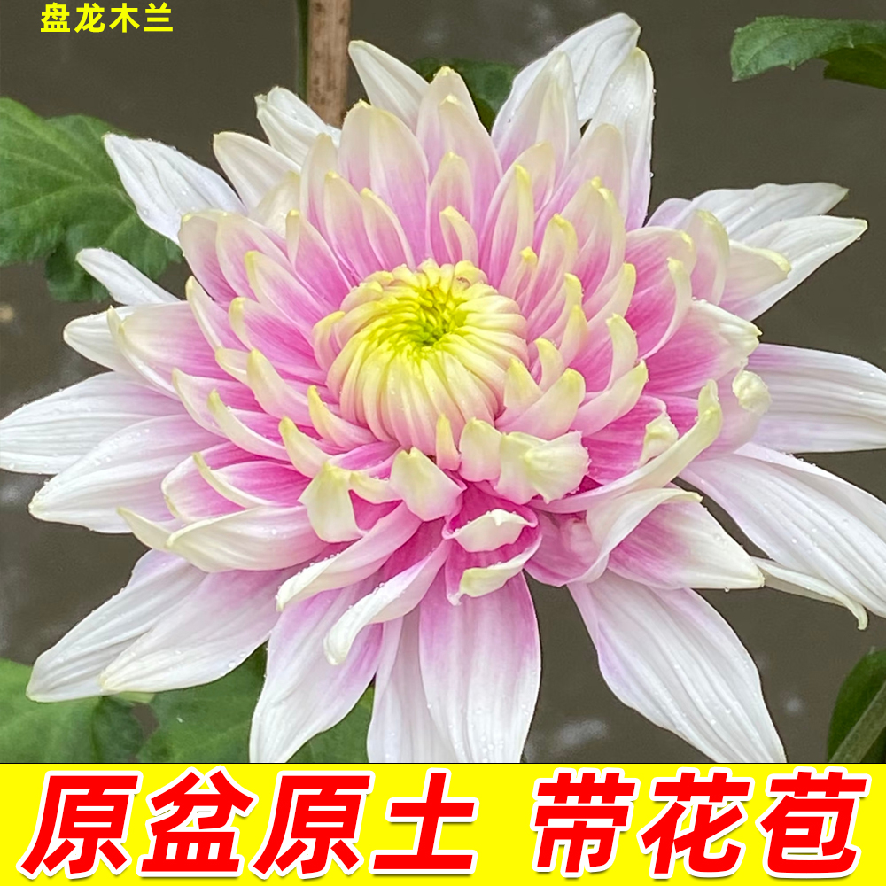 菊花盆栽【盘龙木兰】9月菊大花型好养耐寒花卉庭院阳台