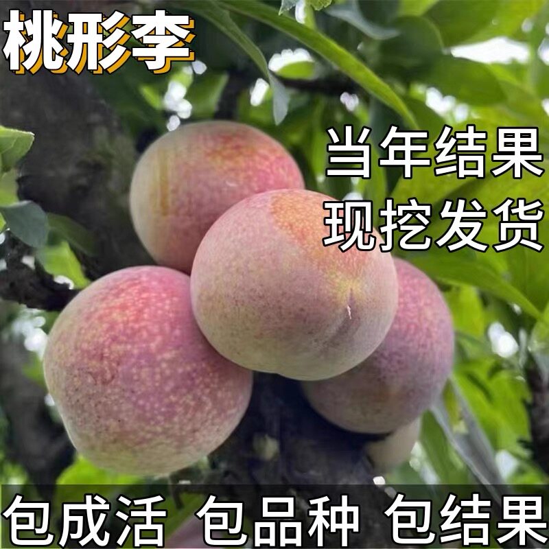 嵊州桃形李子苗南北方种植耐寒特大号红心盆栽嫁接矮化当年结果