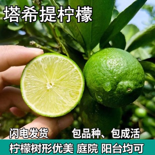 塔希提无籽柠檬树苗绿植盆栽地栽庭院青柠檬苗树食用植物四季结果