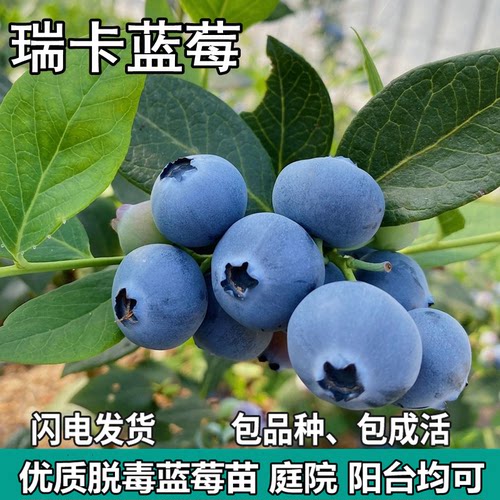 瑞卡蓝莓果树苗庭院地栽阳台盆栽南北方种植树苗带土包活当年结果