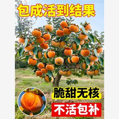 无核脆甜柿子树果苗嫁接