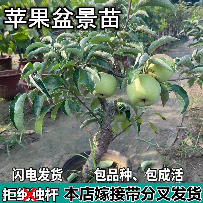 红富士苹果树苗南北方苹果盆景矮化苹果苗特大果嫁接苗盆景苗观赏