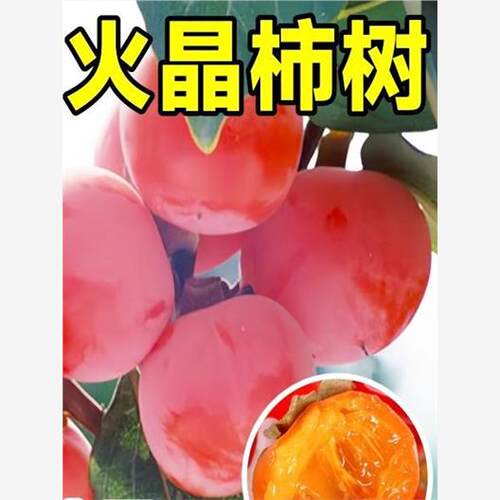 柿子树苗嫁接南北方种植