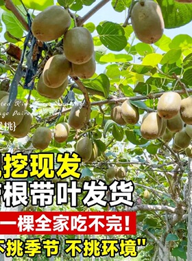 猕猴桃树果苗雌雄同株猕猴桃苗徐香嫁接南北方种植庭院四季可种植