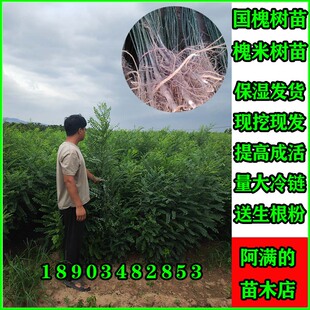 国槐树苗槐米苗速生国槐苗绿化树苗南北方庭院行道树种植现挖包邮