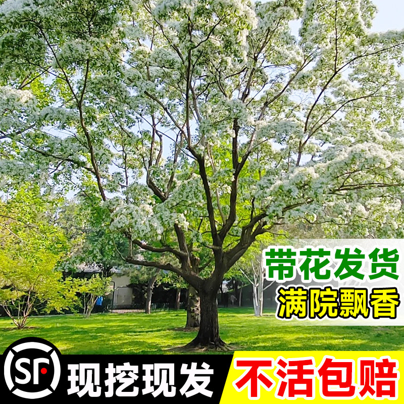 速发流风四月雪大树嫁接矮化老桩庭院盆栽地载景花梦幻原生苏桂树