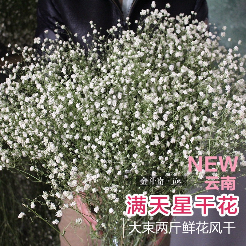 速发满天星干花云南干花束花店家居办公室插花花材拍摄道具