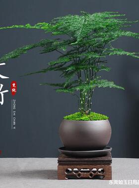 小盆景哥窑透气花盆桌面陶瓷小叶赤楠文竹紫砂盆创意蝴蝶兰绿植盆