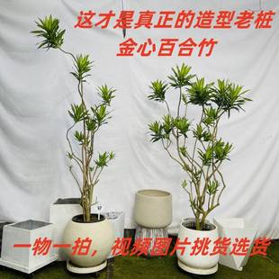 销百合竹一物一拍盆栽大老桩造型客厅真绿植落地轻奢简约风可拍厂