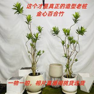 销百合竹一物一拍盆栽大老桩造型客厅真绿植落地轻奢简约风可拍厂