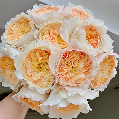 艾菲月季玫瑰花苗大花浓香