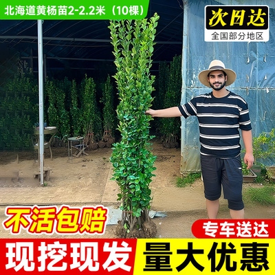 冬青树苗法国直立绿篱笆庭院围墙植物四季常青耐寒丛生北海道黄杨