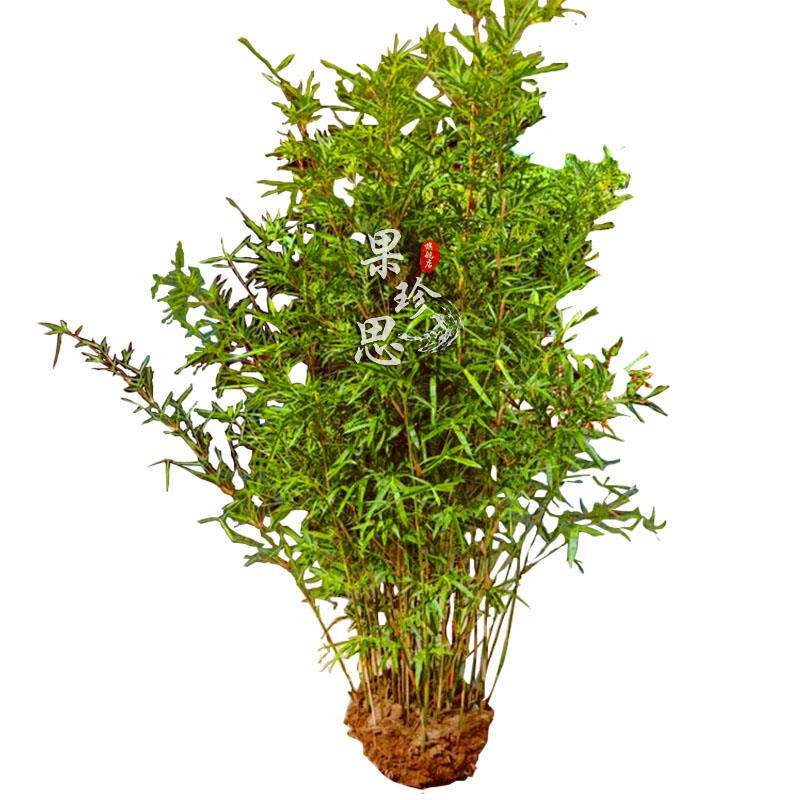 不剪头全冠慈孝竹孝顺竹庭院植物竹子苗北方耐寒竹子篱笆盆栽竹苗