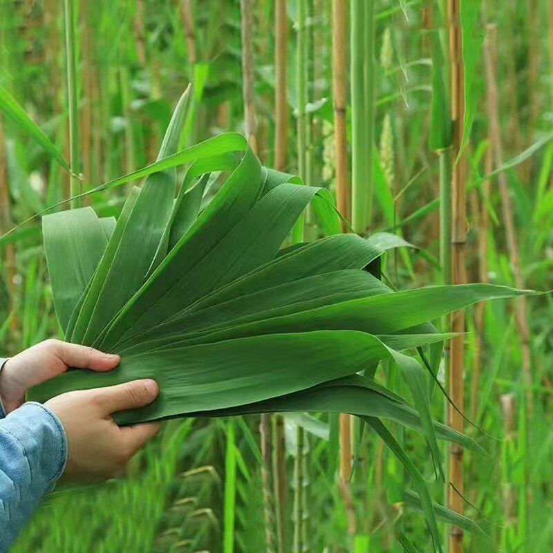 正宗白洋淀芦苇苇叶 正宗苇叶 棕子叶 粽叶 包粽子材料 现摘发货