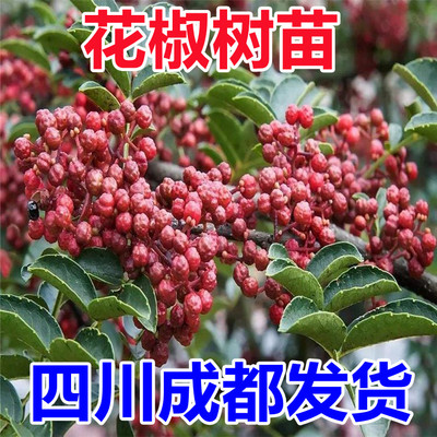 四川成都麻花椒旗舰店