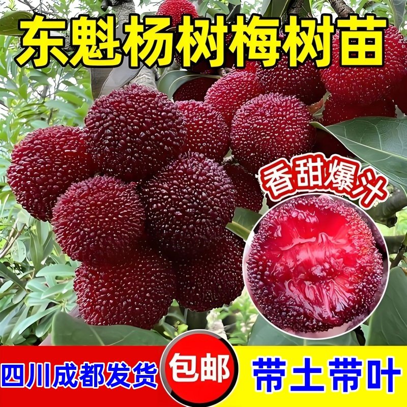 正宗东魁杨梅苗黑炭杨梅果树水晶白梅早熟红杨梅抗寒耐热果树果苗,鲜花速递/花卉仿真/绿植园艺,果树,淘宝优惠券,粉丝福利购,淘宝优惠卷