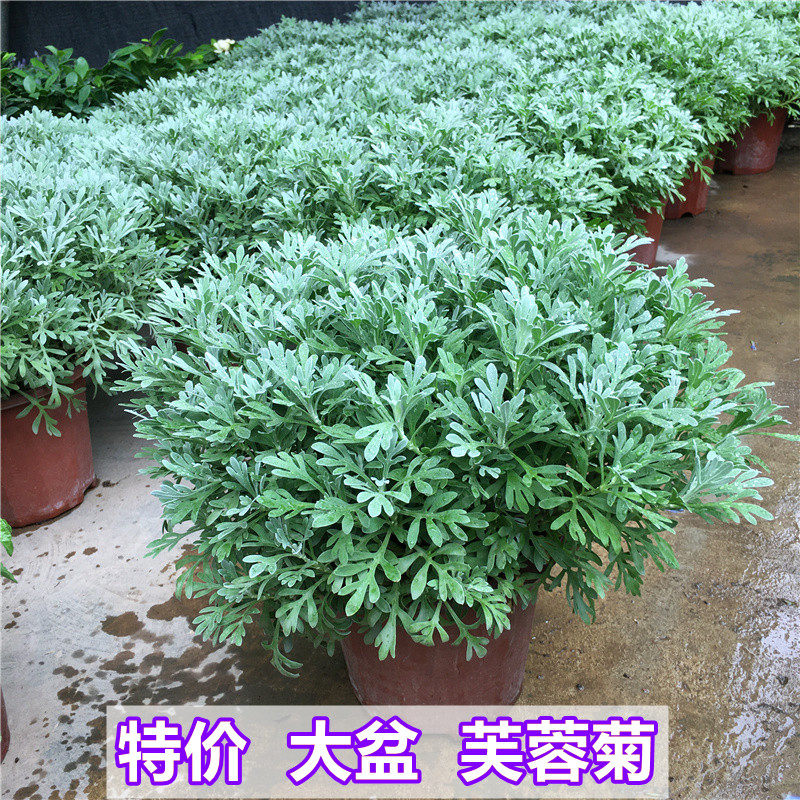 芙蓉菊老桩雪艾盆栽花苗玉芙蓉盆景中草药银叶菊绿植花卉阳台庭院