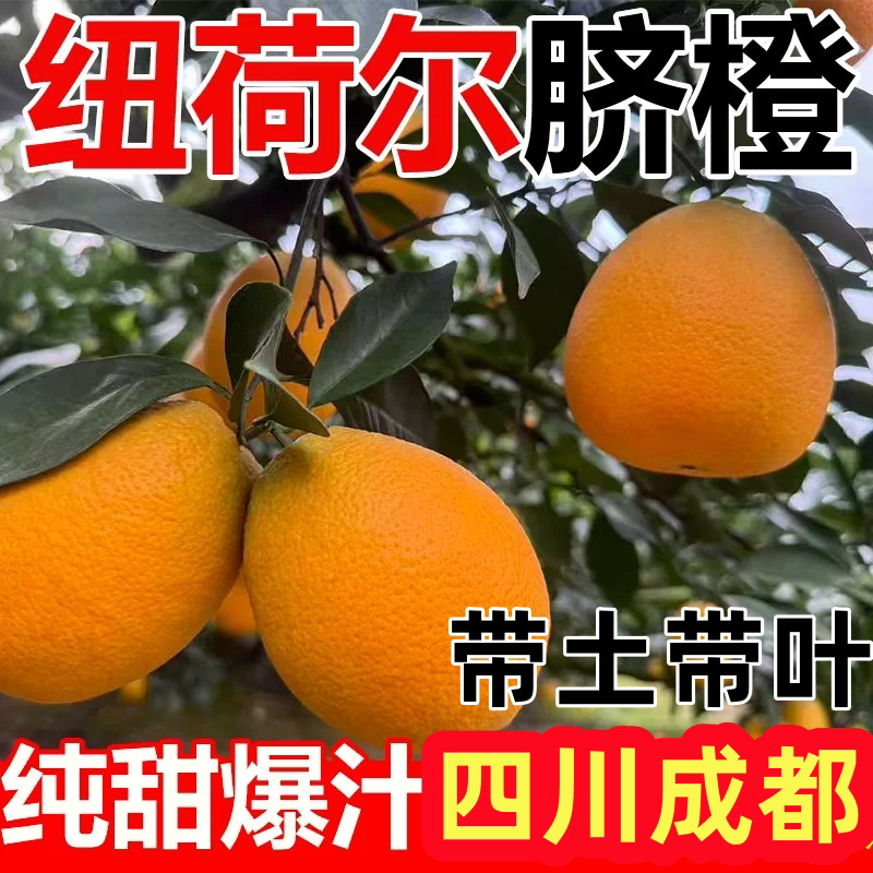 四川纽荷尔脐橙苗嫁接橙子苗地栽盆栽庭院南北方种植脐橙当年结果