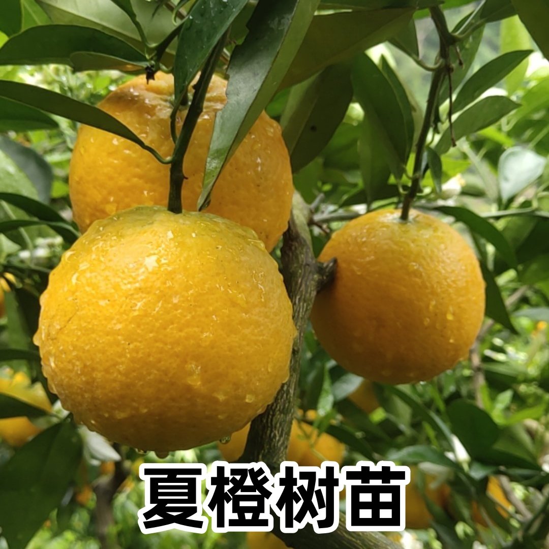 四川夏橙苗果树苗特大秭归夏橙树苗脐橙橙子树苗庭院南北盆栽地栽