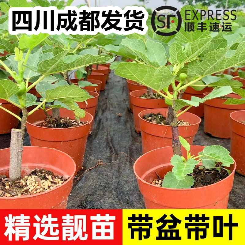 盆栽无花果树苗特大庭院阳台矮化带土带叶南北方种植当年结果耐寒