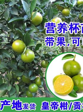 皇帝柑树苗带果发货德庆贡柑苗带果盆栽果树苗南方种植桔子橘子树