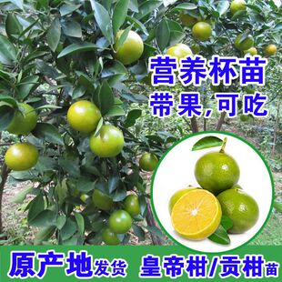 皇帝柑树苗带果发货德庆贡柑苗带果盆栽果树苗南方种植桔子橘子树