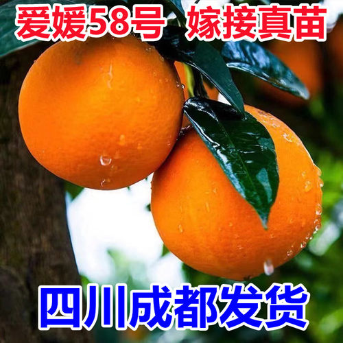 爱媛58号早秋柑橘果树苗地栽盆栽庭院早熟橘子无籽正宗嫁接柑橘苗