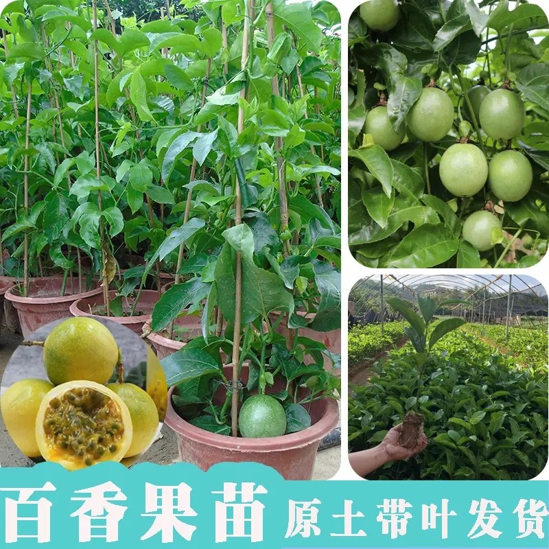 百香果苗鸡蛋果苗果树苗紫香台农黄金果四季可种盆栽庭院阳台果苗