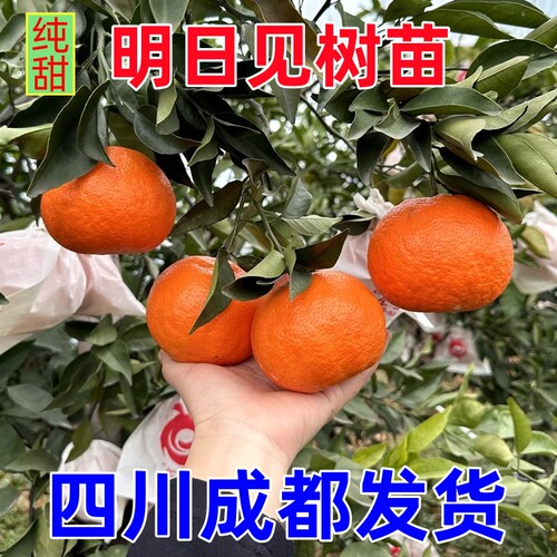 明日见嫁接柑橘苗新品种橘子树苗果苗南北方种植果树苗木柑桔果苗