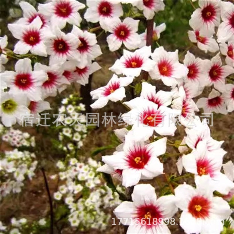 速发文冠状元花大树文官花树文冠红花成活高适应性文冠果