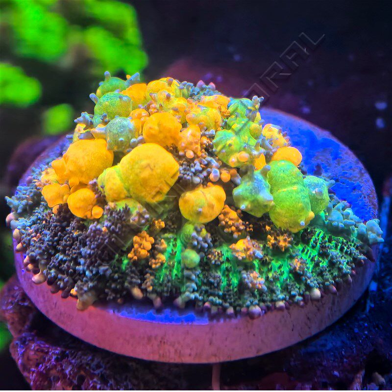 速发OG弹跳爆炸绿毛菇红绿荧光yuma金属菇JB海水软体生物活珊瑚r