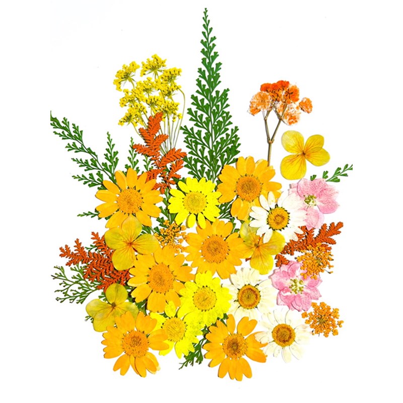 速发押花植物混合干花树叶包亲子手工滴胶干花材料包压花真花标本