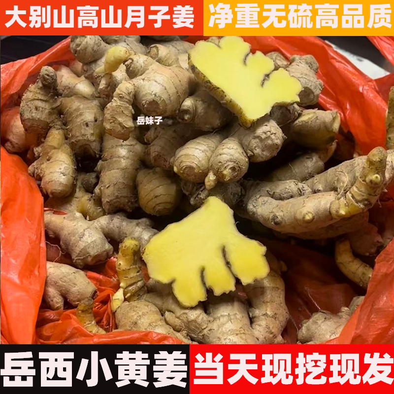 大别山岳西小黄姜高山月子姜