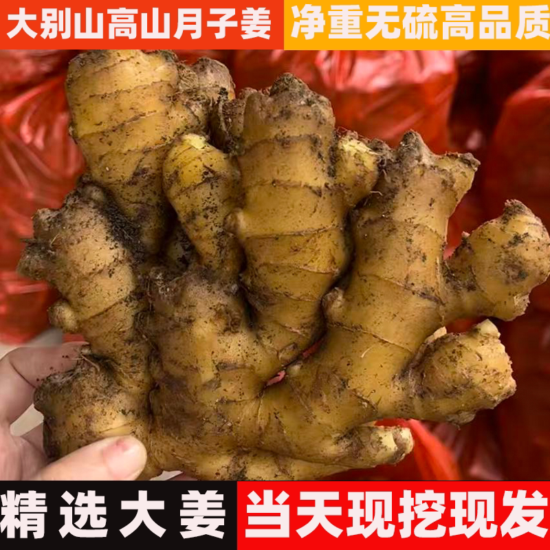 大别山小黄姜高山月子姜