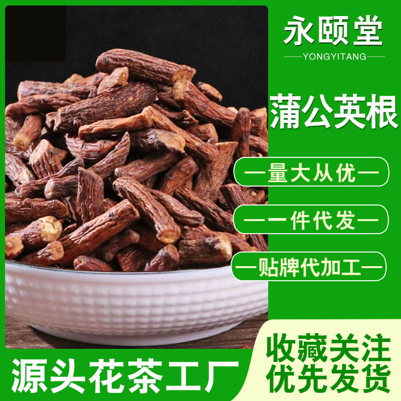 蒲公英根茶干货500克散装长白山