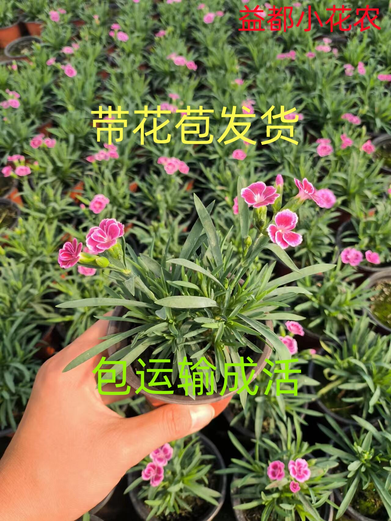 欧石竹初吻花苗盆栽带花苞庭院耐寒草坪多年生花期长四季开花包邮