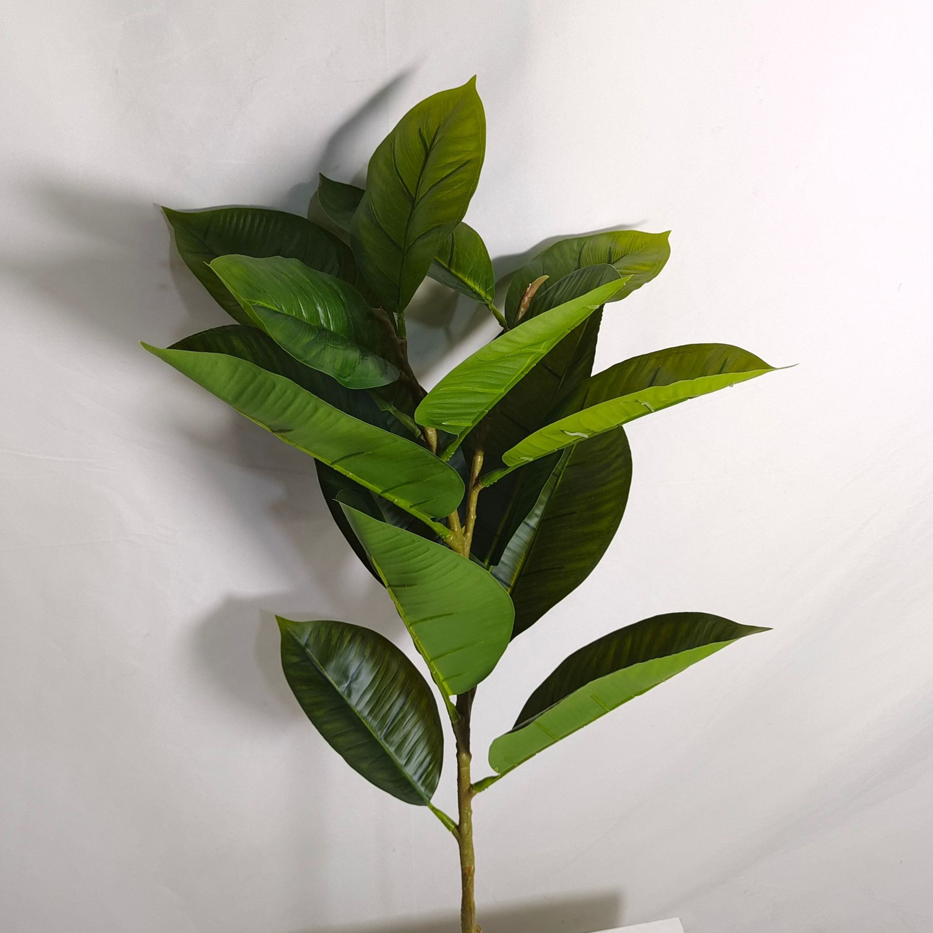 黑金刚绿金刚橡皮树仿真橡胶榕