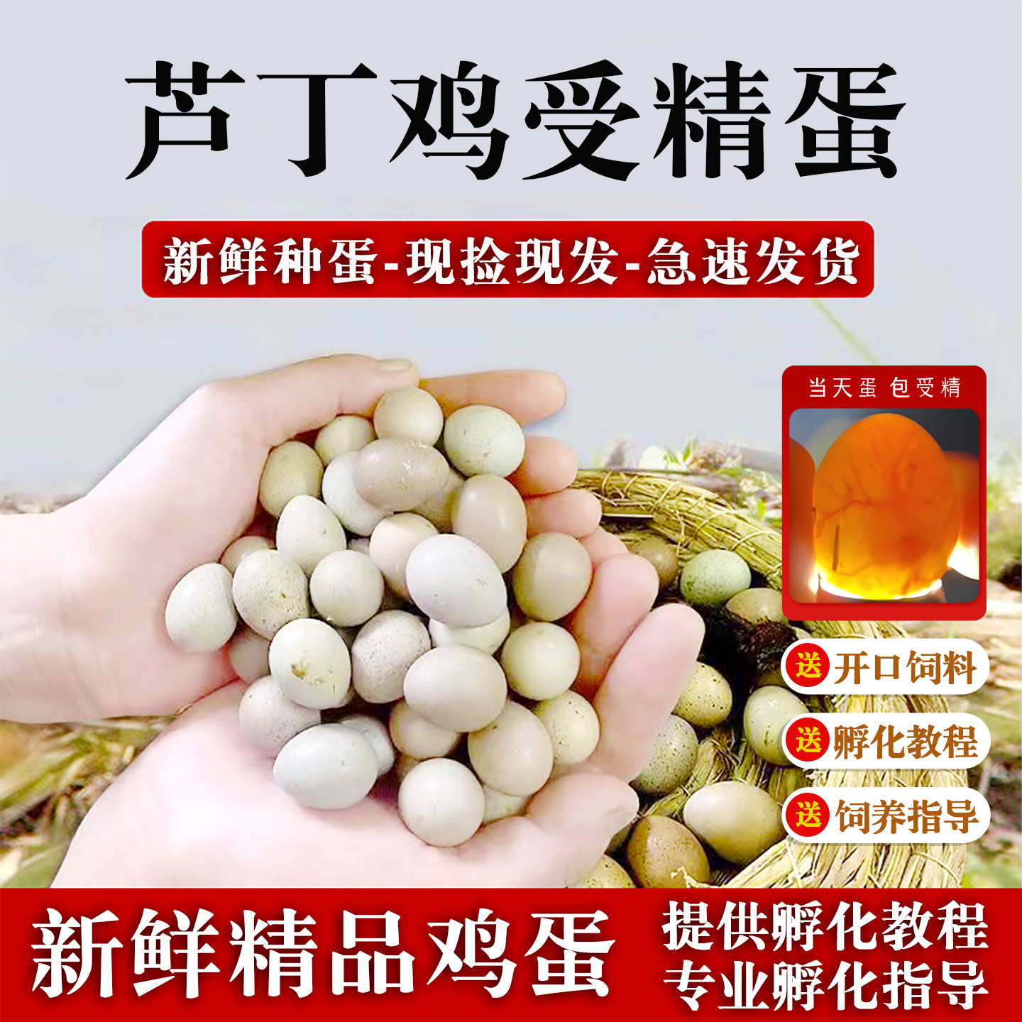德系芦丁鸡受精可孵化种蛋