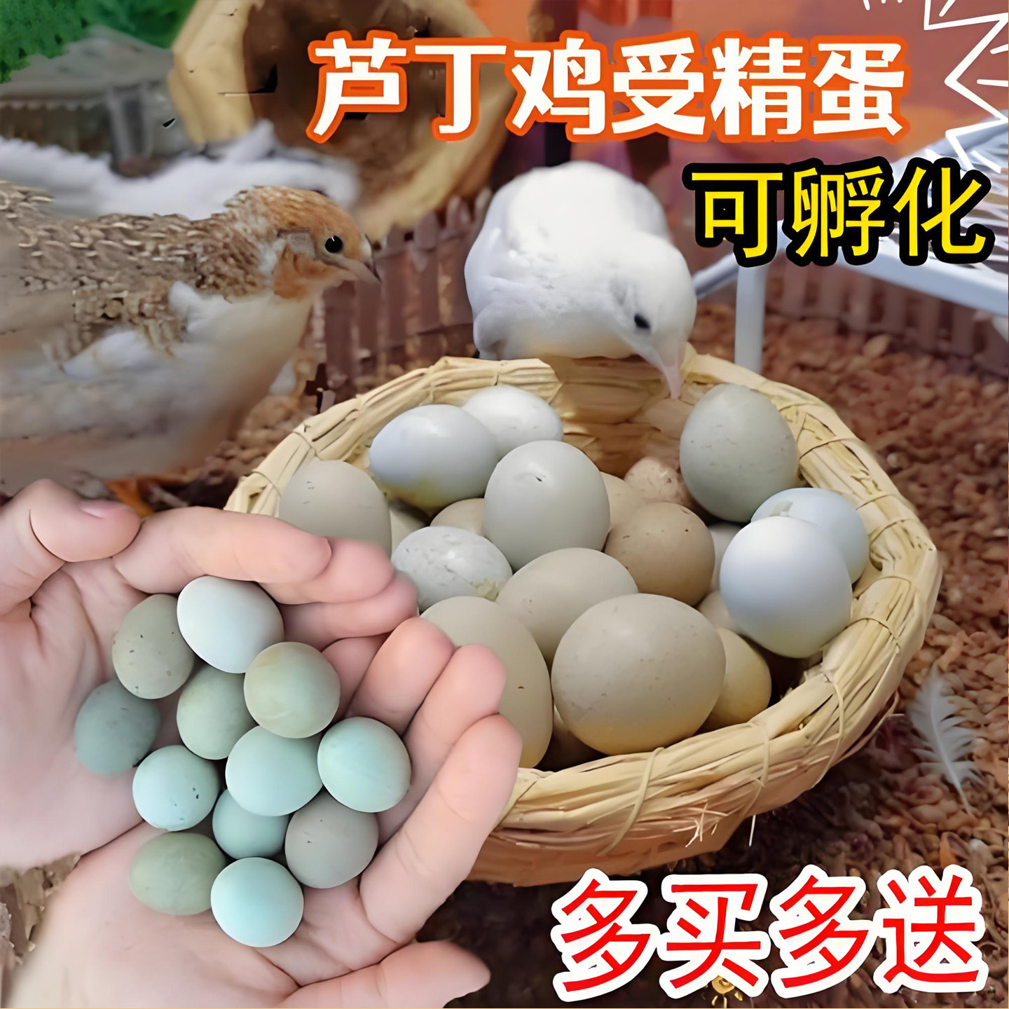 宠物鸡可孵化受精种蛋迷你网红芦丁鸡纯白礼服瓦灰受精卵卢丁鸡蛋