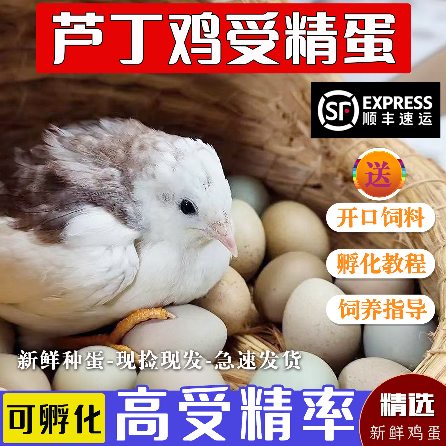 芦丁鸡蛋可孵化受精蛋网红小鸡黑白礼服纯白色瓦灰受精卵宠物顺丰