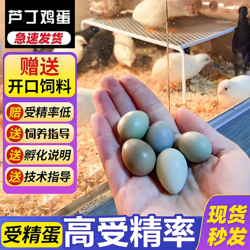 芦丁鸡受精蛋可孵化礼服