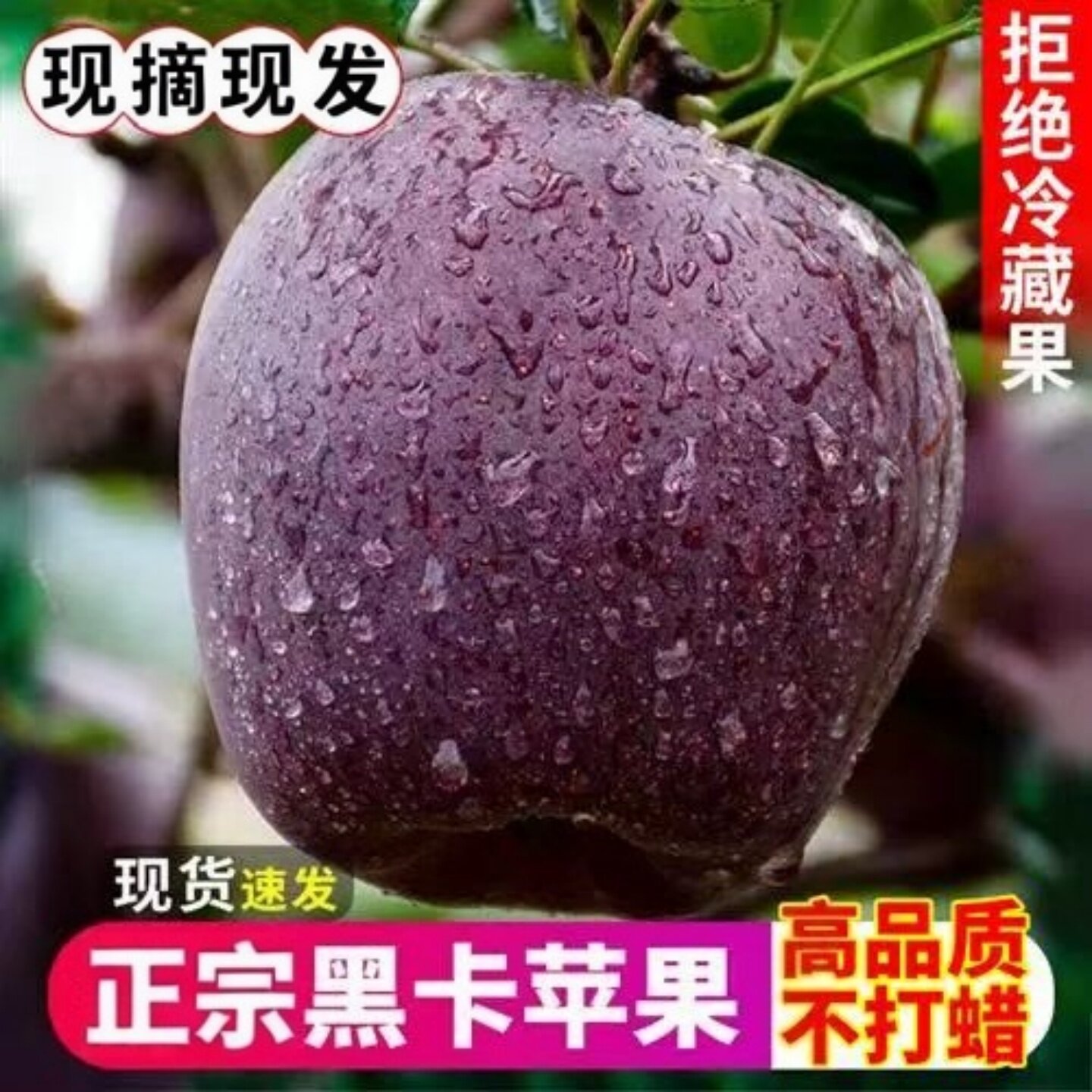 正宗甘肃黑卡苹果9斤黑钻苹果黑色纯甜苹果新水果鲜当季整箱包邮