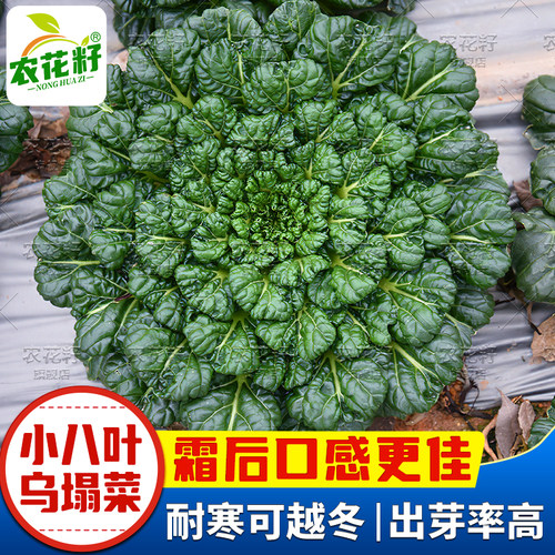 小八叶乌塌菜种籽可越冬青菜